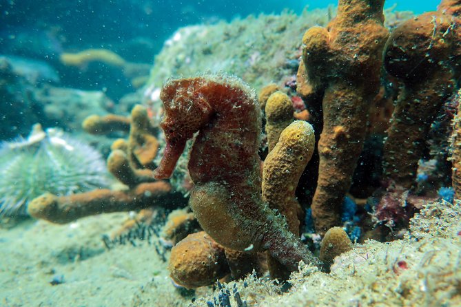 Private Program for Accredited Diver in Búzios - Gear and Guide Support: What Is Included, What You Get