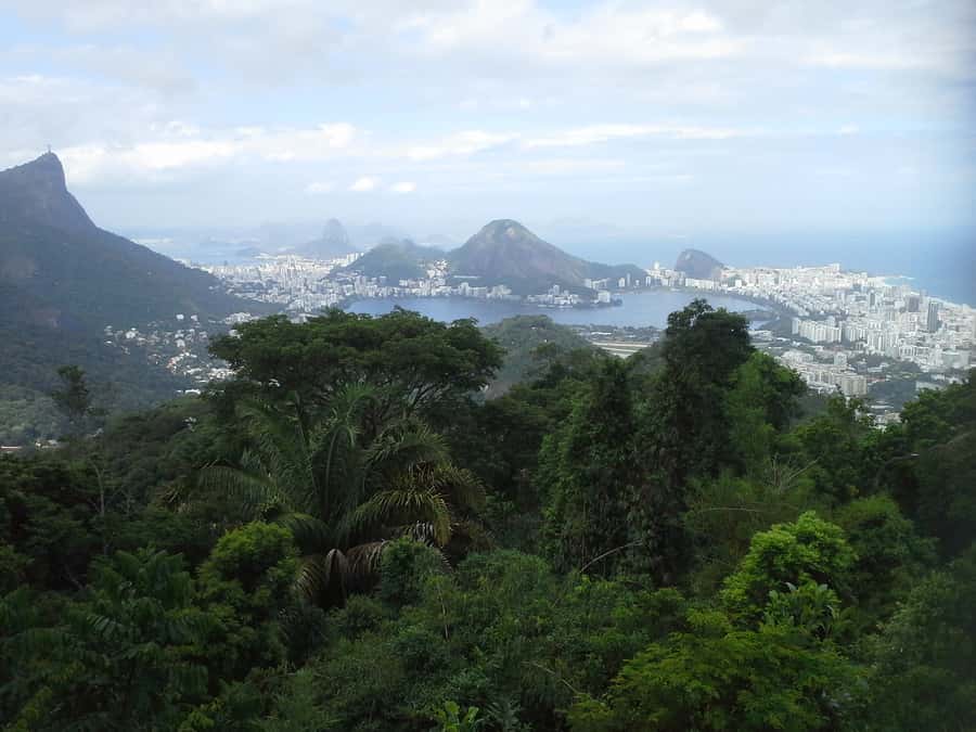 Private Tijuca Forest & Botanical Garden Guided Tour - Who this tour suits best (and who might prefer something else)