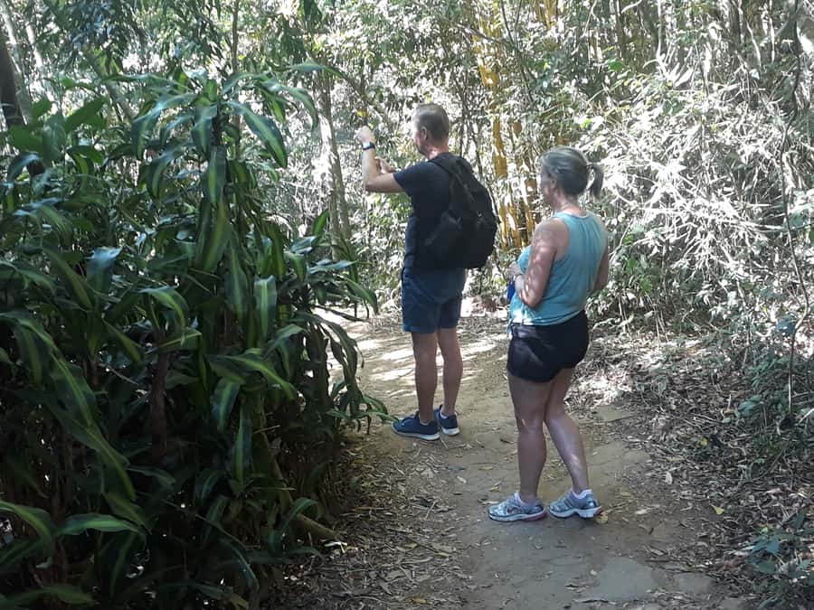 Private Tijuca Forest & Botanical Garden Guided Tour - Tijuca National Park: the walking part that makes it worth it