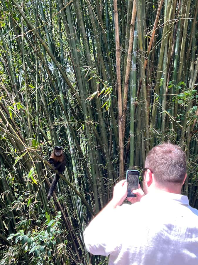 Private Tijuca Forest & Botanical Garden Guided Tour - En route back: stop-and-view moments that keep the day flowing