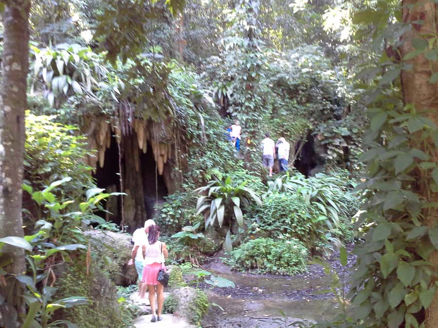 Private Tijuca Forest & Botanical Garden Guided Tour - Rio Botanical Garden: where the forest lessons get hands-on