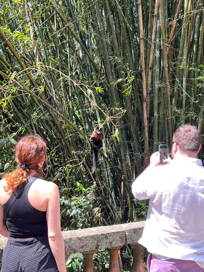 Private Tijuca Forest & Botanical Garden Guided Tour - Picking up in Rio: private ride, simple start