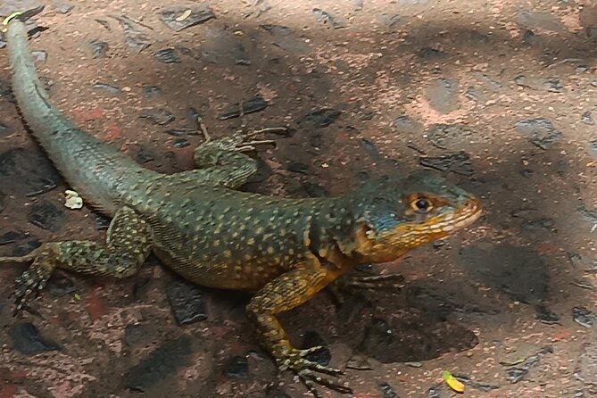 PRIVATE TOUR in Iguassu Falls on the Argentine side - Upper and Lower Circuits: Your 7 km Walk Through Atlantic Forest