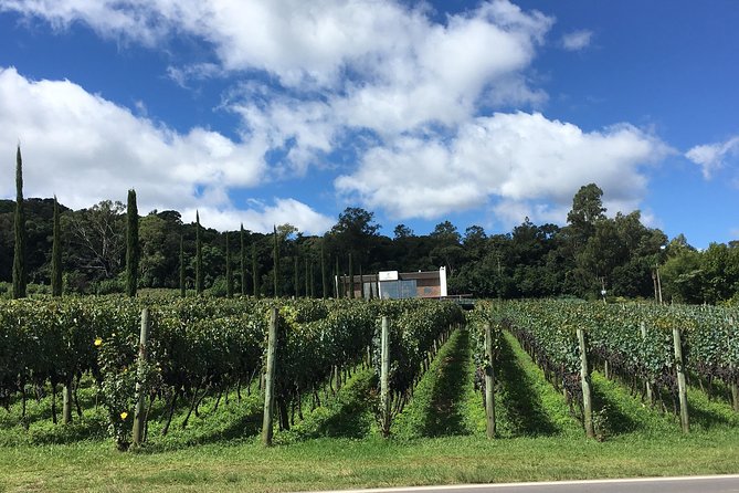 Private Tour of Family Wineries in Bento Gonçalves RS - Key Highlights You Should Know Before Going