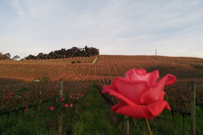Private Tour to Serra Gaúcha Vineyards - Serra Gaúcha from Gramado: why this private format feels different