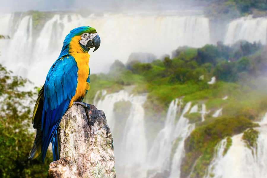 Puerto Iguazú: Tour to Brazilian Iguazú Falls with Bird Park - Devil’s Throat and the big panoramic moments you should prioritize