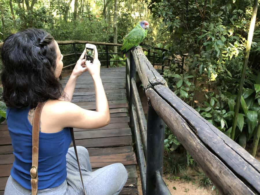 Puerto Iguazú: Tour to Brazilian Iguazú Falls with Bird Park - Reptiles and butterflies: the part most people do not plan for