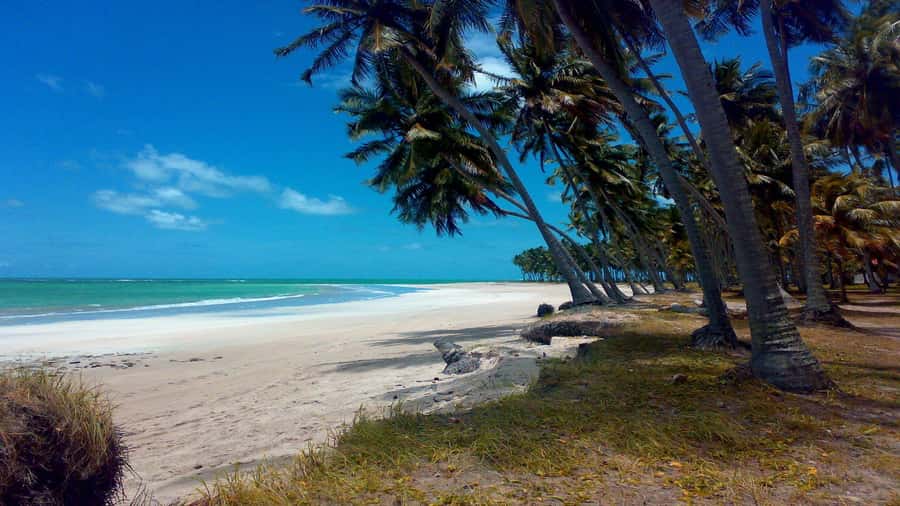 Recife: Tour to Carneiros with Catamaran Ride - Ocean time: swimming with clear-water marine life