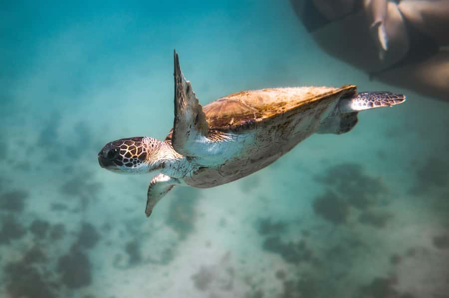 Rio: Best Dive Experience All Inclusive Scuba Diving Package - On-Site Time in Arraial do Cabo: Briefing, Snacking, and Water Time