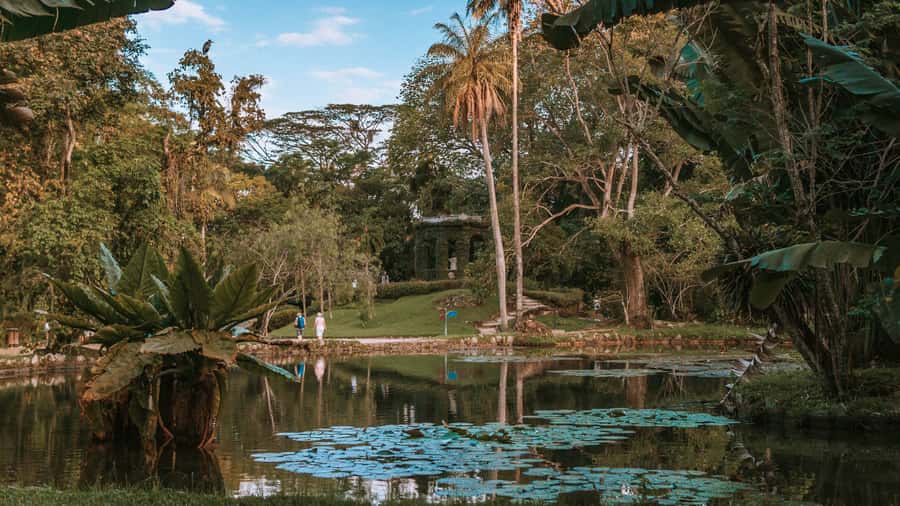 Rio de Janeiro: 4-Hour Botanical Garden & Tijuca Forest Tour - A smart 4-hour mix of Rio nature and city views