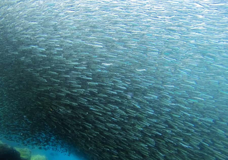 Rio de Janeiro: Arraial do Cabo Scuba Diving Day Trip - Lunch and break time: what to do with that 1-hour gap