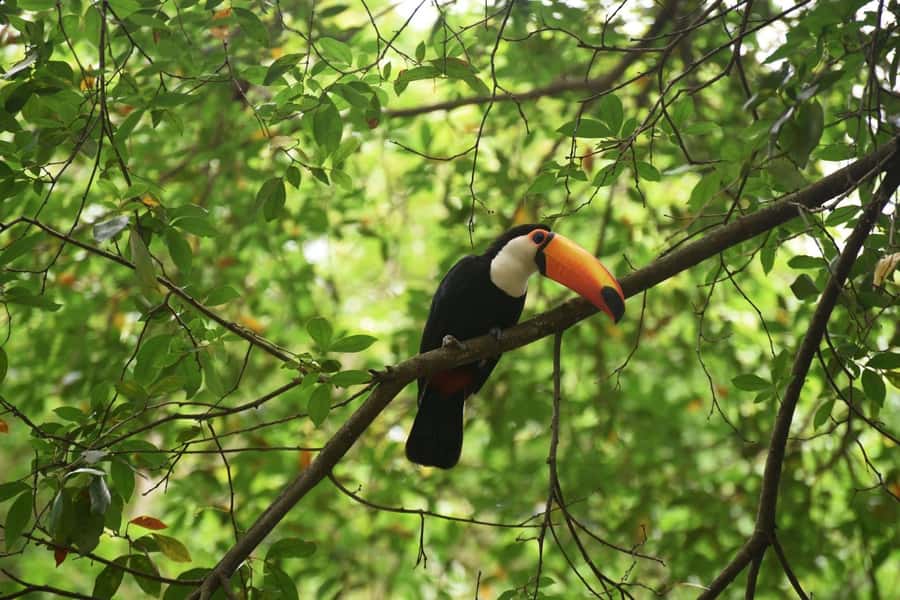 Rio de Janeiro: BioParque Guided Tour with Transfer - Key Things I’d Mark on Your Mental Map