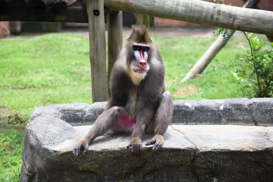 Rio de Janeiro: BioParque Guided Tour with Transfer - Inside the Park: Seeing 140 Species in 51 Enclosures