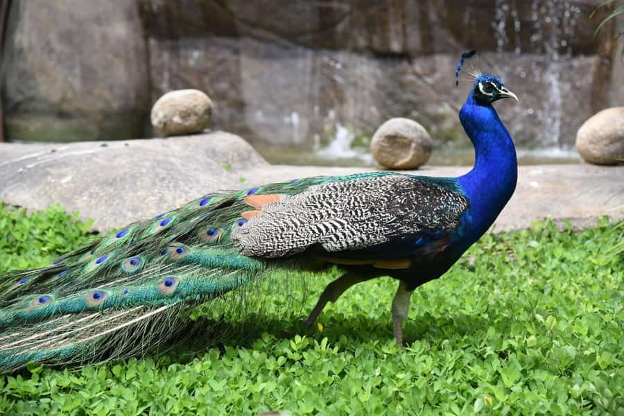Rio de Janeiro: BioParque Guided Tour with Transfer - Animal Welfare and Conservation Lessons You Can Carry Home