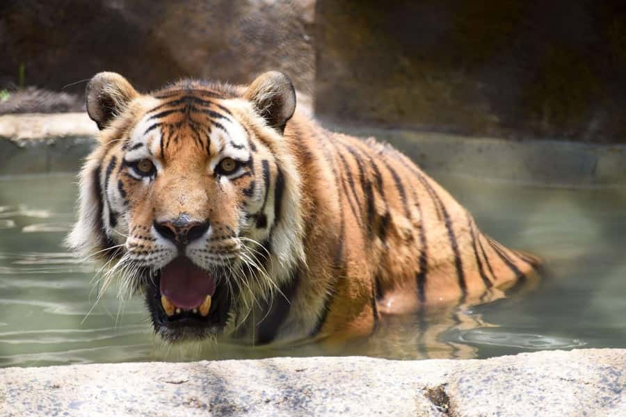 Rio de Janeiro: BioParque Guided Tour with Transfer - Price and Value: Is $58 Worth It?