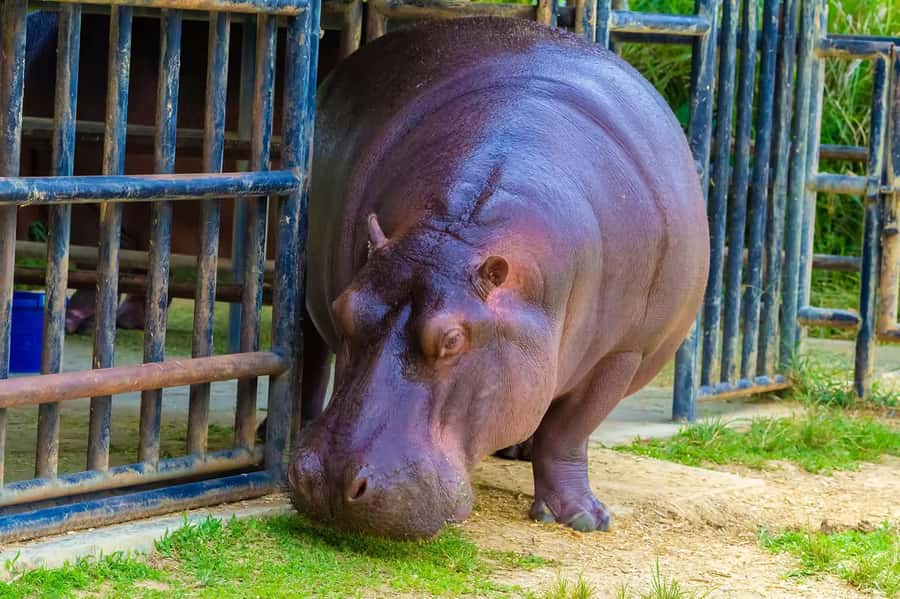 Rio de Janeiro: BioParque Guided Tour with Transfer - A Note on Mobility and Accessibility