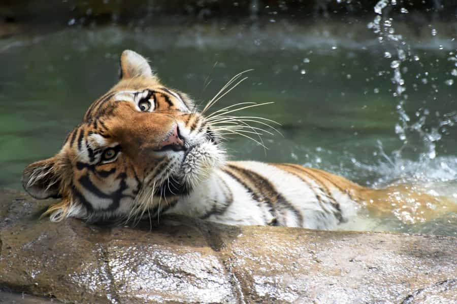 Rio de Janeiro: BioParque Guided Tour with Transfer - The 4-Hour Flow: Pickup, Park Time, and a Straight Transfer Back
