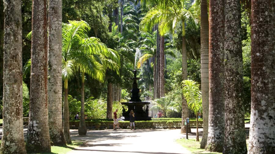 Rio de Janeiro: Botanical Garden Guided Visit - Royal Palms Avenue and Lago Frei Leandro’s Victoria water lilies