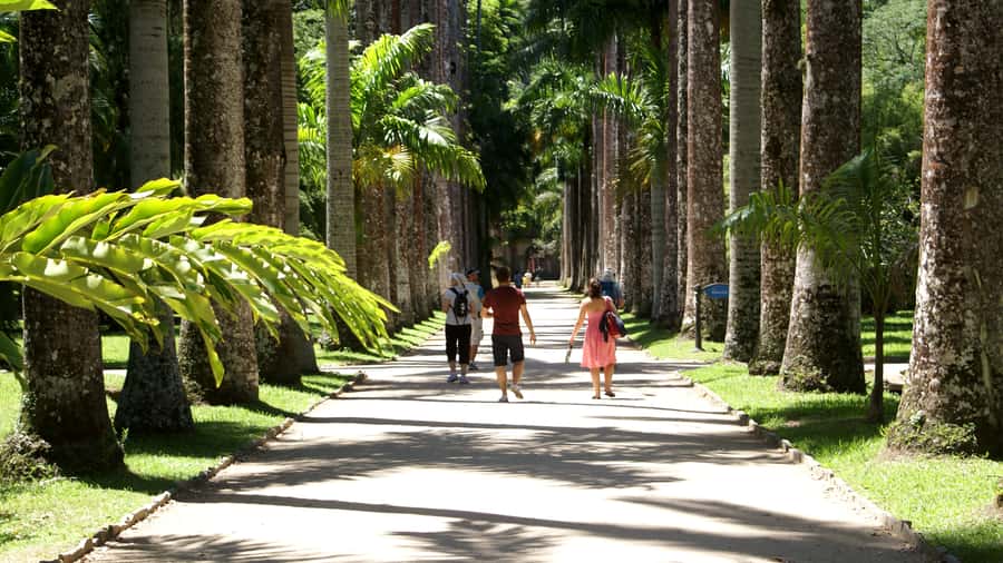 Rio de Janeiro: Botanical Garden Guided Visit - Japanese Garden time for calmer looking