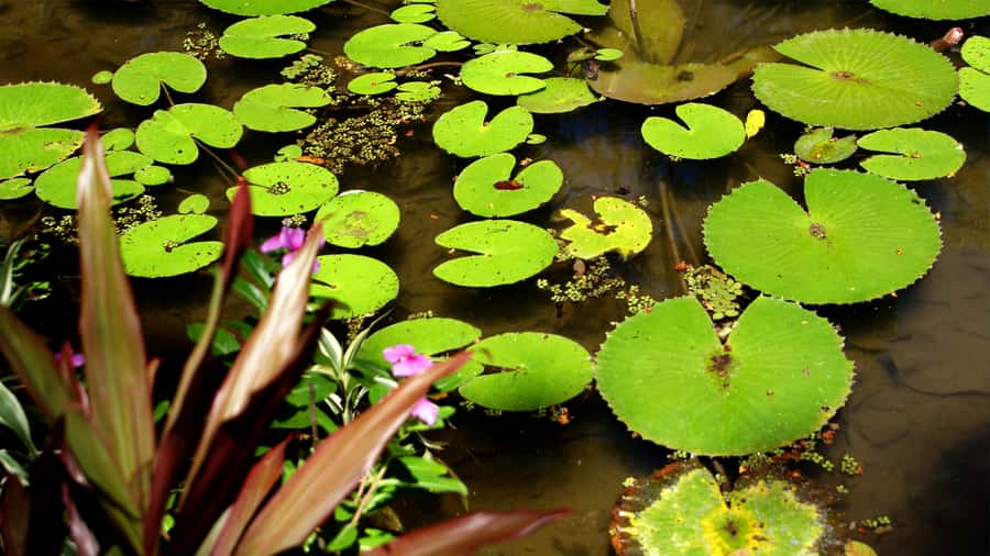 Rio de Janeiro: Botanical Garden Guided Visit - Wildlife spotting, with less stress than a safari