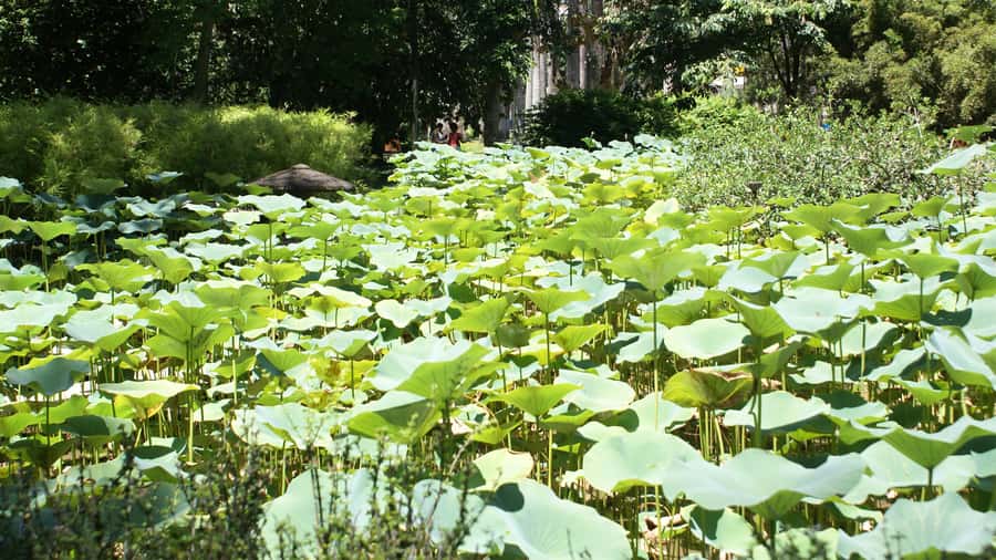 Rio de Janeiro: Botanical Garden Guided Visit - Animal and plant science in a single walk