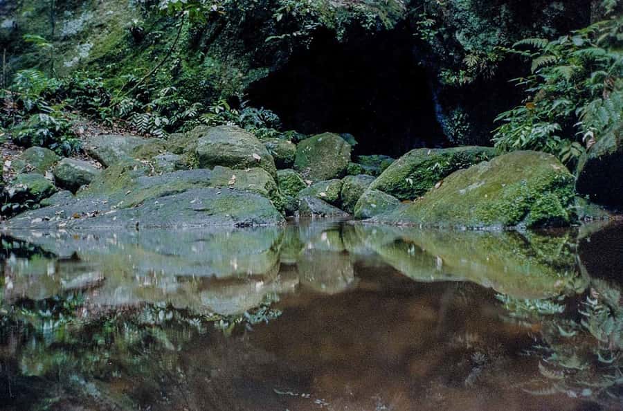 Rio de Janeiro: Botanical Garden & Tijuca Forest Guided Tour - Key things that make this tour worth your time