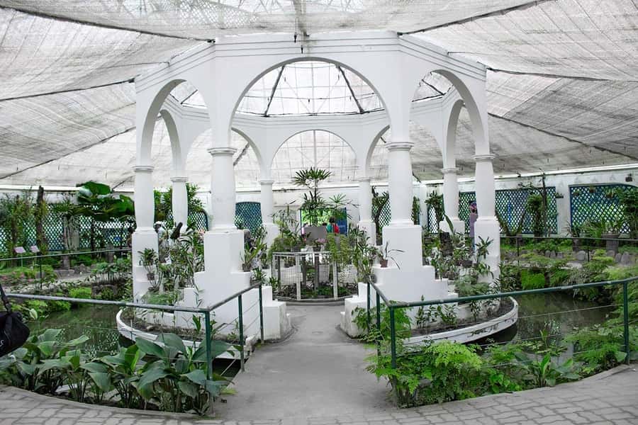 Rio de Janeiro: Botanical Garden & Tijuca Forest Guided Tour - Botanical Garden: the part you’ll remember for the plants
