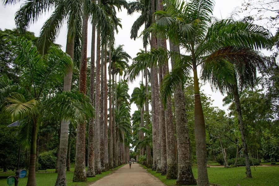 Rio de Janeiro: Botanical Garden & Tijuca Forest Guided Tour - What to bring (and what not to): simple gear that prevents travel stress