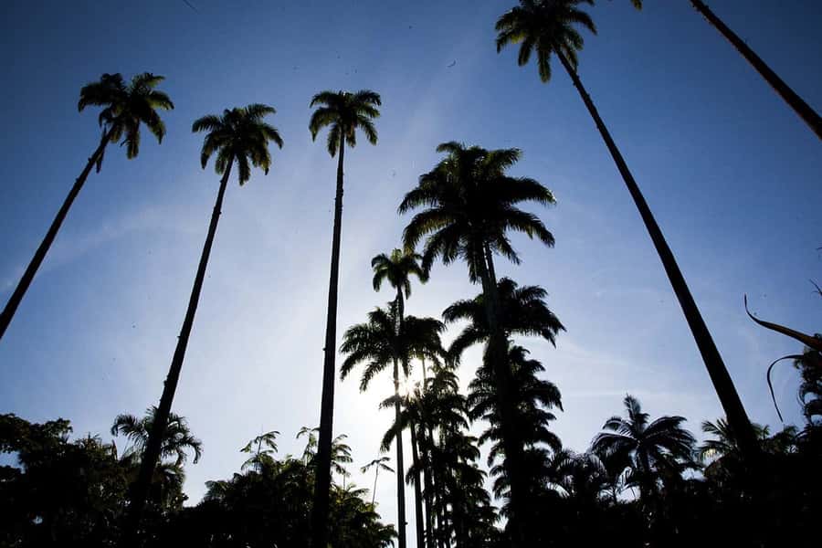 Rio de Janeiro: Botanical Garden & Tijuca Forest Guided Tour - Who should book this Rio nature combo, and who should reconsider