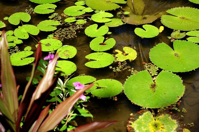 Rio de Janeiro Botanical Garden Tour - Logistics From Rio Hotels: Transfers and Timing That Matter