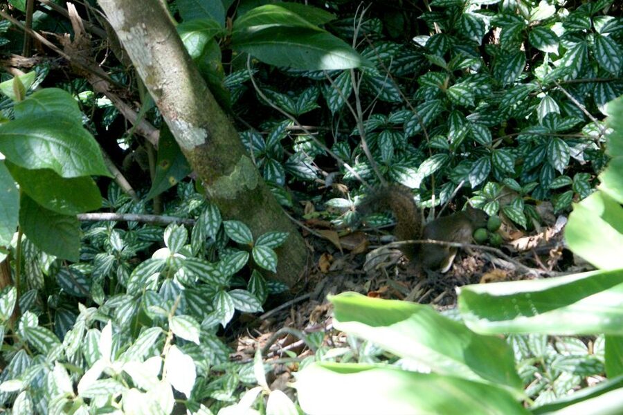 Rio de Janeiro: Guided Jeep Tour through Tijuca Rainforest - The 1-Hour Easy Hike: Where You Actually Meet the Forest