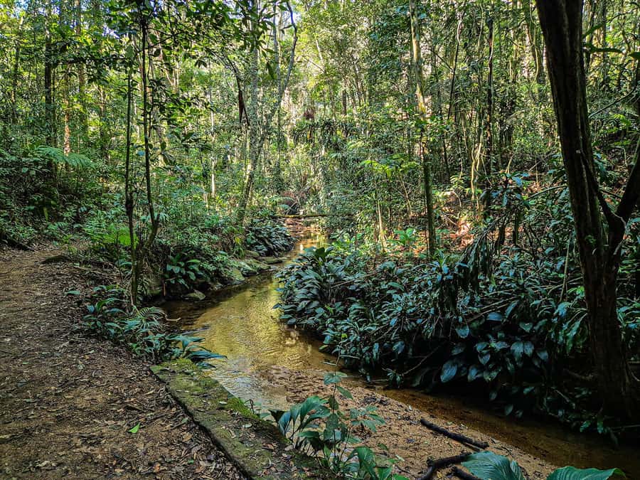 Rio de Janeiro: Guided Jeep Tour through Tijuca Rainforest - Who This Tour Suits Best, and Who Might Want Something Else