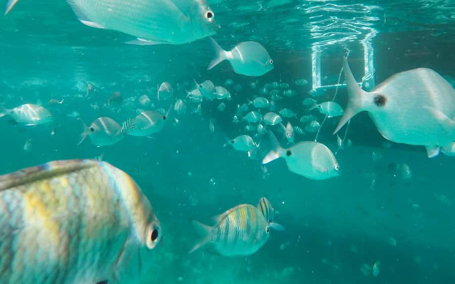 Rio de Janeiro: Ilha Grande with Boat Tour & Optional Lunch - The Blue Lagoon: Snorkeling Time With Fish, Corals, and Starfish