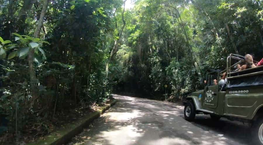 Rio de Janeiro: Jeep Tour in the Tijuca Forest - Alto da Boa Vista viewpoints and the “urban safari” mindset