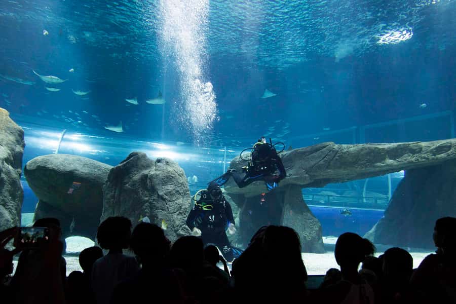 Rio de Janeiro: Marine Aquarium Entry Tickets - Quick hits before you go