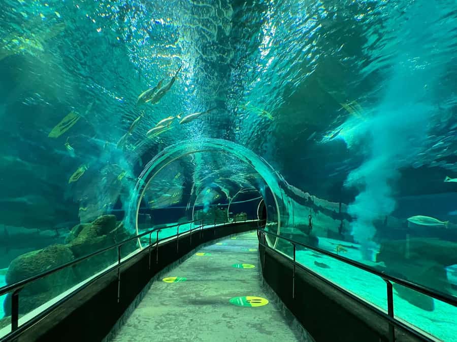 Rio de Janeiro: Marine Aquarium Entry Tickets - AquaRio Tickets: A Rain-Proof Aquarium Stop in Rio