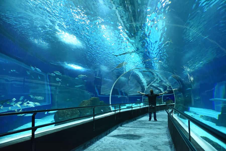 Rio de Janeiro: Marine Aquarium Entry Tickets - How Much Time You Really Need at the Aquarium