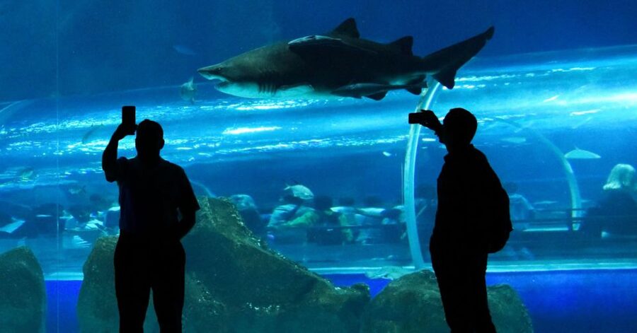 Rio de Janeiro: Marine Aquarium Entry Tickets - Pair It With Boulevard Olímpico: Bay Views and Nearby Sights