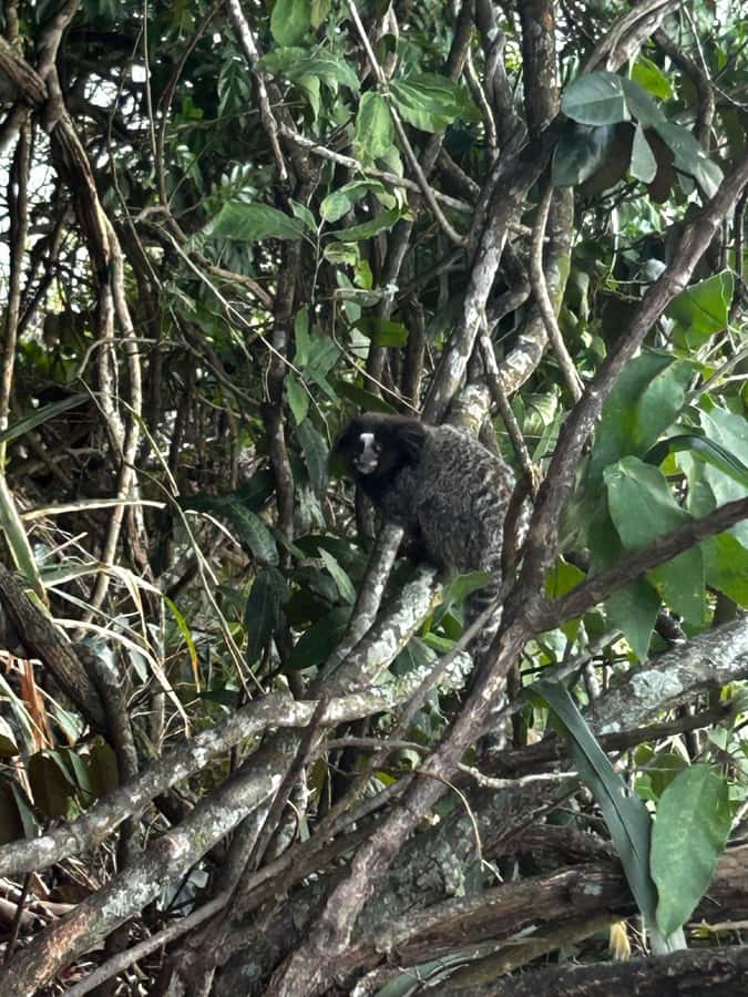 Rio De Janeiro: SUGARLOAF MOUNTAIN HIKE & CLIMB - Key things that make this Sugarloaf climb worth your time