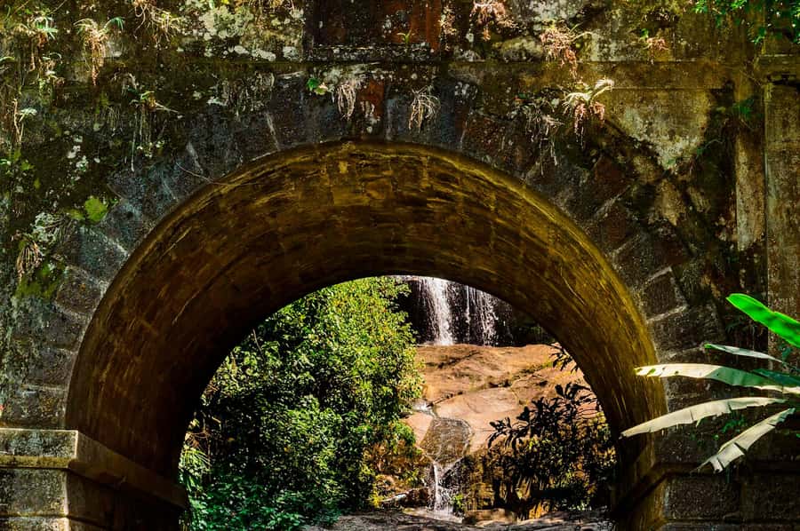 Rio de Janeiro: Tijuca National Park & Botanic Garden Tour - How the Botanical Garden turns the tour into plant “wow”