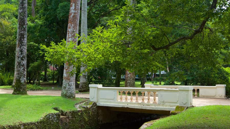 Rio de Janeiro: Tijuca National Park & Botanic Garden Tour - What could change on the day: closures and plan shifts