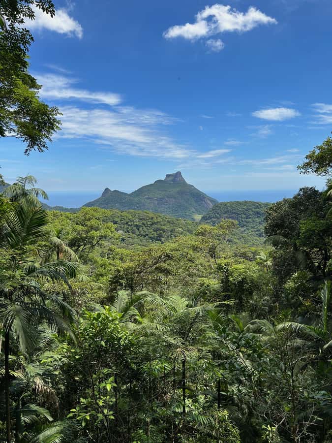 Rio de Janeiro: Tijuca National Park Tour - Half-Day Timing and the 7:30 AM Pickup That Sets You Up