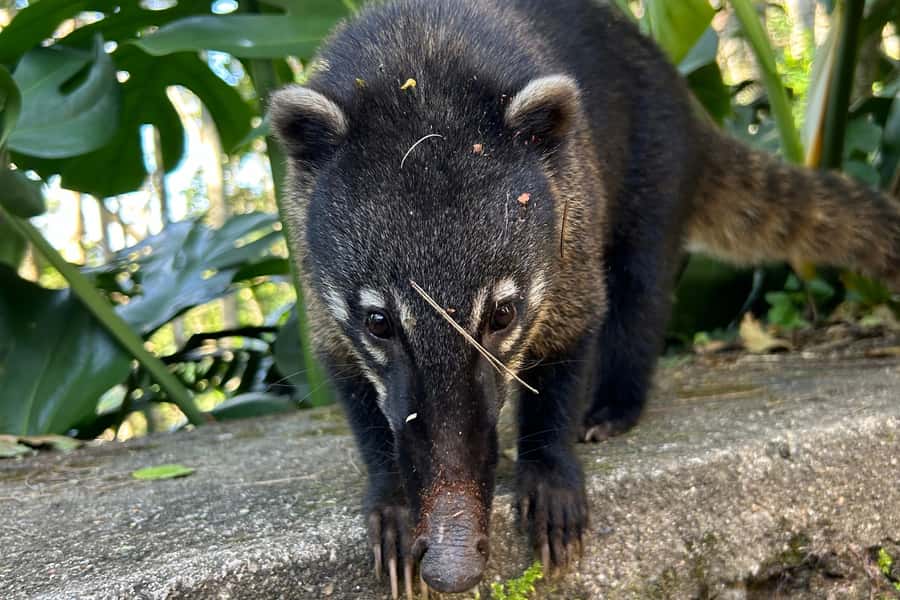 Rio de Janeiro: Tijuca National Park Tour - Viewpoints on the Transfer: When Rio Drops Away