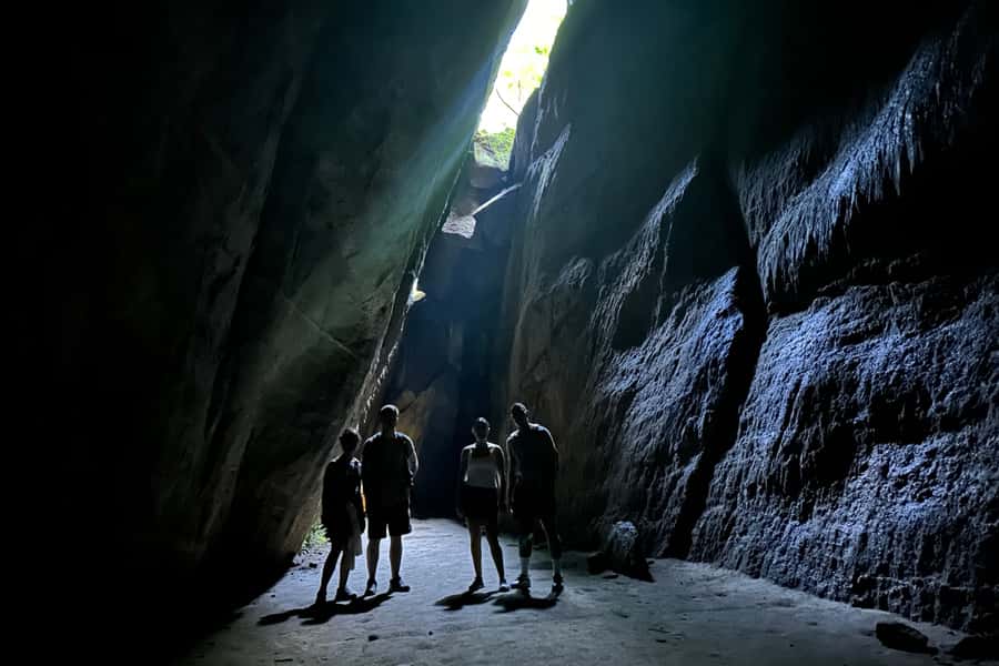 Rio de Janeiro: Tijuca National Park Tour - Wildlife Moments: Ants, Birds, Monkeys, Coatis, and Butterflies