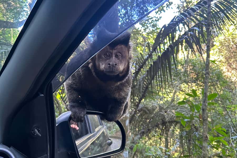 Rio de Janeiro: Tijuca National Park Tour - From 14 Rio Pickups to Transfer into Tijuca Sector A