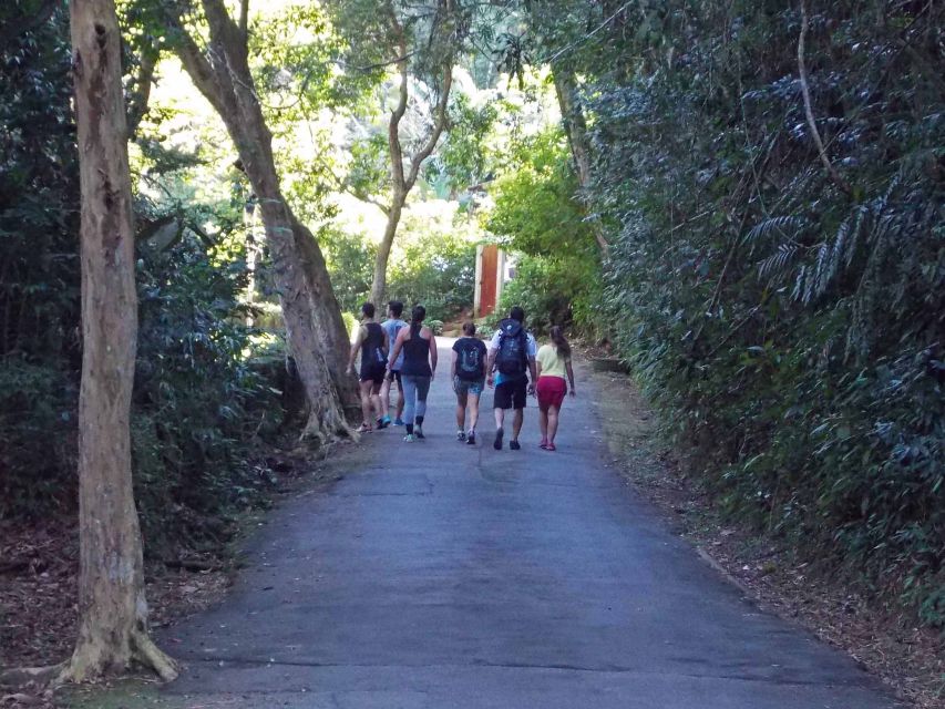 Rio de Janeiro: Tijuca Peak Guided Hike - What to Bring, What Not to Bring, and How to Avoid Common Mistakes