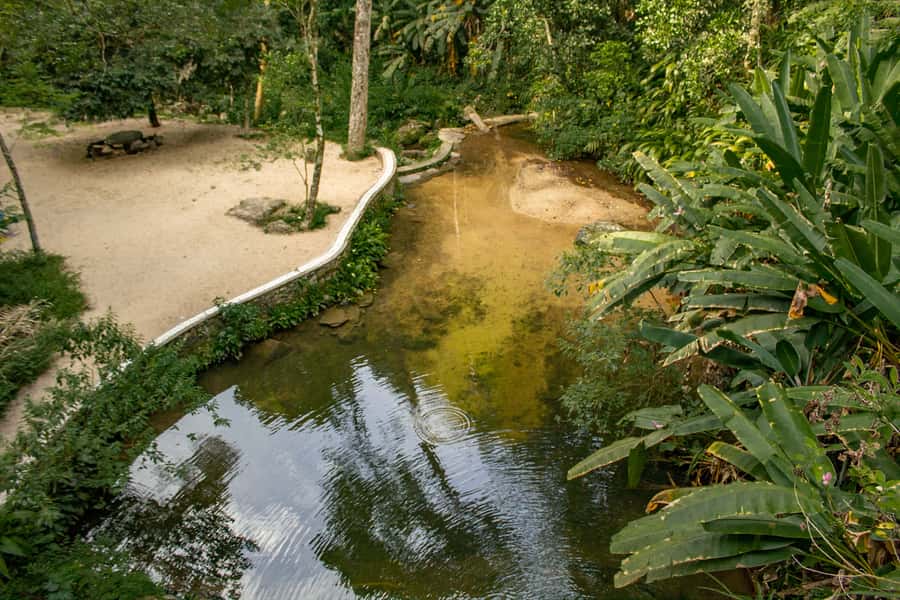 Rio: Half-Day Jeep Tour at Floresta da Tijuca - Capela Mayrink (1855) and the first easy trail in the Atlantic forest