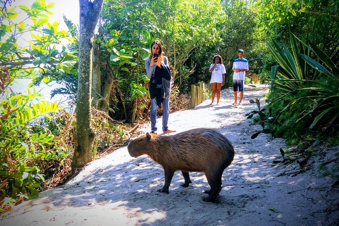 Rio Nature Secrets - The Eco Citytour (small group or private) - Route Overview, What the 8 to 9 Hours Actually Feel Like