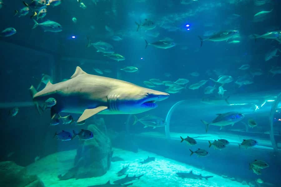 Rio: Olympic Boulevard, AquaRio and Museum of Tomorrow Tour - FAQ