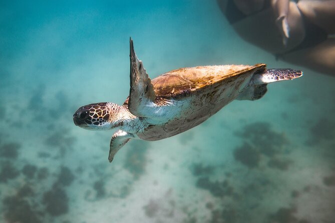 Rio's Best Dive Experience All Inclusive Scuba Diving Package! - Underwater Time in Arraial do Cabo: What You’ll Likely See and How to Handle Cold Water